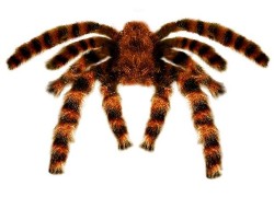 Sfoglia PARTY - ARREDO - RAGNATELE, RAGNI E INSETTI